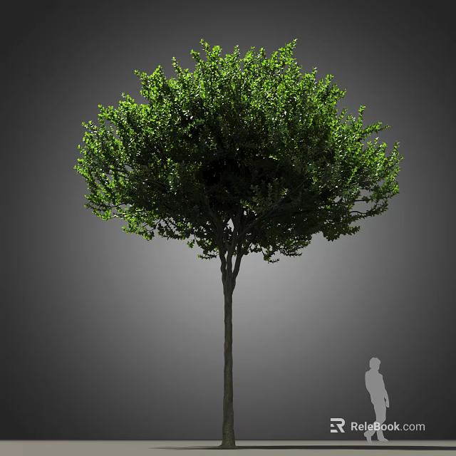 Evergreen Arbor With Lush Green Foliage Straight Trunk And Human Silhouette 3d model 
