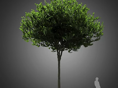 Evergreen Arbor With Lush Green Foliage Straight Trunk And Human Silhouette 3d model