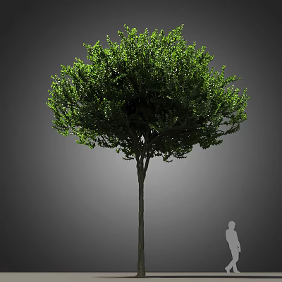 Evergreen Arbor With Lush Green Foliage Straight Trunk And Human Silhouette 3d model