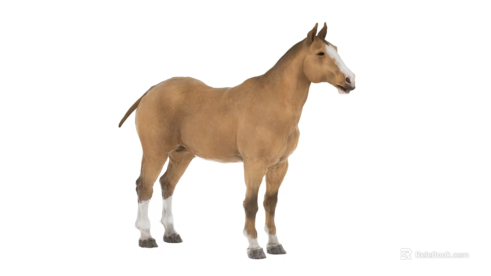 Brown Horse With White Face And Legs Standing On White Background 3d model 