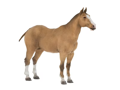 Brown Horse With White Face And Legs Standing On White Background 3d model