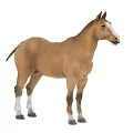Brown Horse With White Face And Legs Standing On White Background