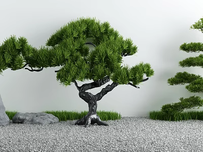 Tranquil Courtyard Garden with Bonsai Pine Trees Gravel Ground Green Grass Stones and White Wall 3d model