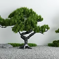 Tranquil Courtyard Garden with Bonsai Pine Trees Gravel Ground Green Grass Stones and White Wall