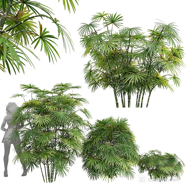 Various Bamboo Varieties with Lush Green Foliage and Tall Stems 3d model 