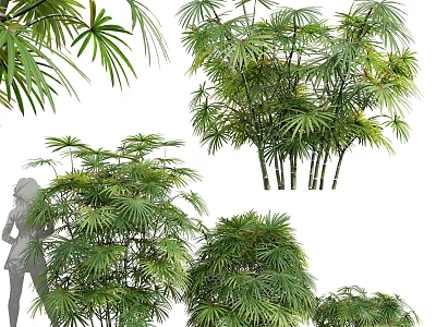 Various Bamboo Varieties with Lush Green Foliage and Tall Stems 3d model