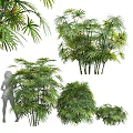 Various Bamboo Varieties with Lush Green Foliage and Tall Stems