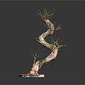 Bonsai Plant With Twisted Trunk And Small Green Branches In Red Pot