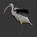 Large Pelican Standing with Spread Wings on Clean White Background