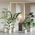 Potted Bonsai Plants With Tropical Green Leaves In White Pots For Modern Interior