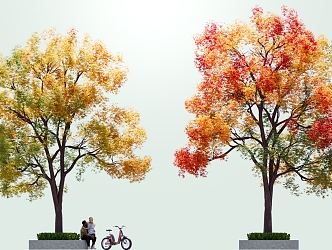 Chinese tallow tree big tree autumn and winter deciduous tree yellow tree red tree color tree main tree flowering tree point tree 3d model