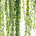 Lush Green Hanging Vines With Dense Foliage For Natural Decorative Purpose