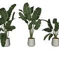 Three Potted Plants With Large Green Leaves In White Pots For Modern Interior