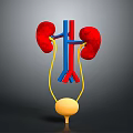 3D Rendered Human Kidneys And Bladder Anatomical Structure With Blood Vessels