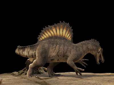 Grayish Brown Spinosaurus Reptile With Sail Back Standing On Rocks Black Background 3d model