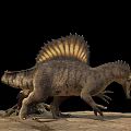 Grayish Brown Spinosaurus Reptile With Sail Back Standing On Rocks Black Background