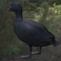 Black Duck As Flying Animal With Yellow Beak Standing On Grassy Ground