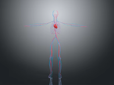 3D Human Body Model Showing Internal Organs Heart And Vascular System On Dark Background 3d model