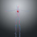 3D Human Body Model Showing Internal Organs Heart And Vascular System On Dark Background