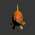 Bright Orange Goldfish With White Fins And Tail On Dark Background Surface