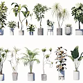 Various Indoor Potted Plants With Different Foliage Shapes And Stylish Decorative Pots