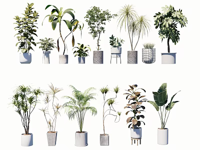 Various Indoor Potted Plants With Different Foliage Shapes And Stylish Decorative Pots 3d model