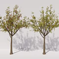 Modern Trees Beech Trees Arbor Plants 3d model