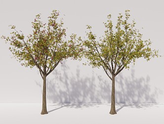 Modern Trees Beech Trees Arbor Plants 3d model