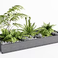 Green Container Garden With Various Ferns Succulents Small Stones And Rectangular Gray Planter