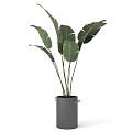 Large Green Leaf Potted Plant In Gray Cylindrical Pot For Indoor Home Decor