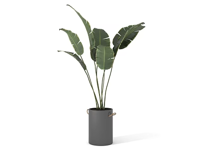 Large Green Leaf Potted Plant In Gray Cylindrical Pot For Indoor Home Decor 3d model