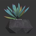 Bonsai Succulent Plant With Turquoise Leaves Pink Yellow Edges Gray Geometric Pot White Pebbles