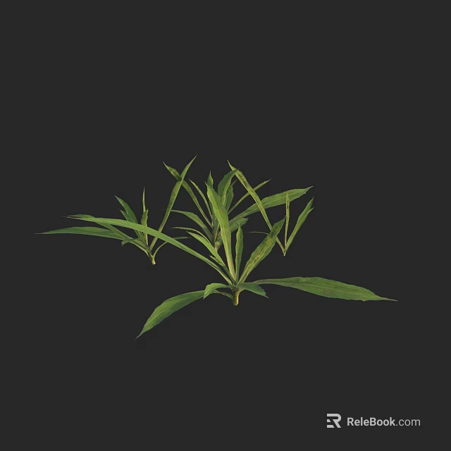Fresh Green Herbs With Long Slender Leaves On Black Background 3d model