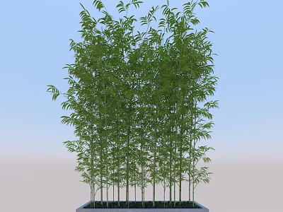 Lush Green Bamboo Plants With Tall Slender Stems And Fresh Leaves In Square Planter 3d model