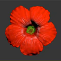 Red Hibiscus Flower With Large Petals Green Stem And Yellow Stamens
