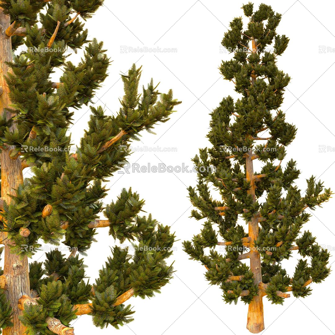 spruce tree pine tree 3d model