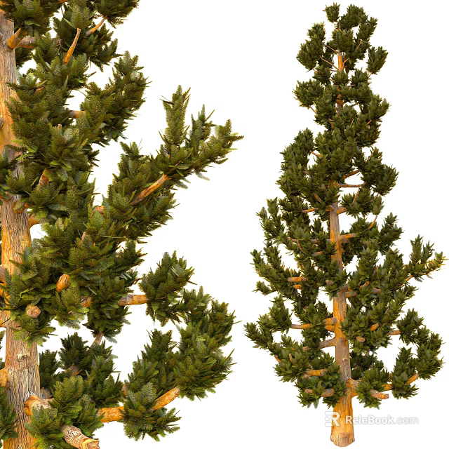 Evergreen Arbor With Lush Branches Green Leaves Small Cones And Wooden Trunk 3d model 