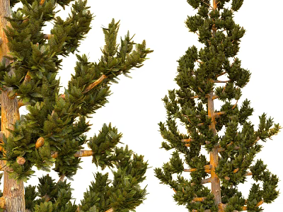 Evergreen Arbor With Lush Branches Green Leaves Small Cones And Wooden Trunk 3d model