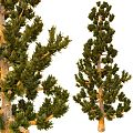 spruce tree pine tree 3d model