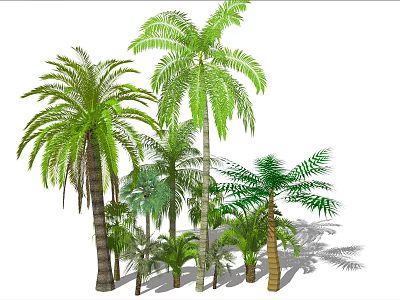 Different Types of Tropical Palm Trees with Lush Green Fronds Various Heights and Sturdy Trunks 3d model