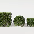 Well Trimmed Green Shrubs with Rectangular Round and Small Square Shapes in Garden