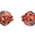 Detailed Thoracic Organs Anatomical View Featuring Two Human Hearts Structure