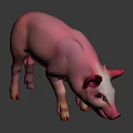 Cute Pink Pig With Curved Snout And Pink Ears Looking Down