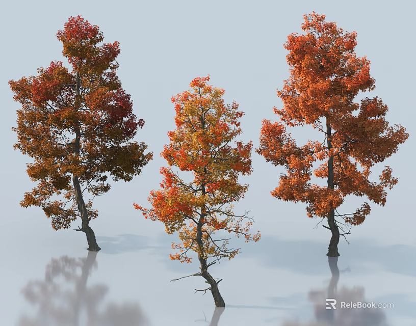 Three Autumn Trees With Red And Orange Leaves And Clear Water Reflection 3d model 