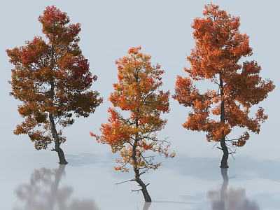 Three Autumn Trees With Red And Orange Leaves And Clear Water Reflection 3d model