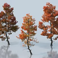 Three Autumn Trees With Red And Orange Leaves And Clear Water Reflection