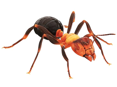 Closeup View Of Reptile With Orange And Black Body And Long Legs 3d model