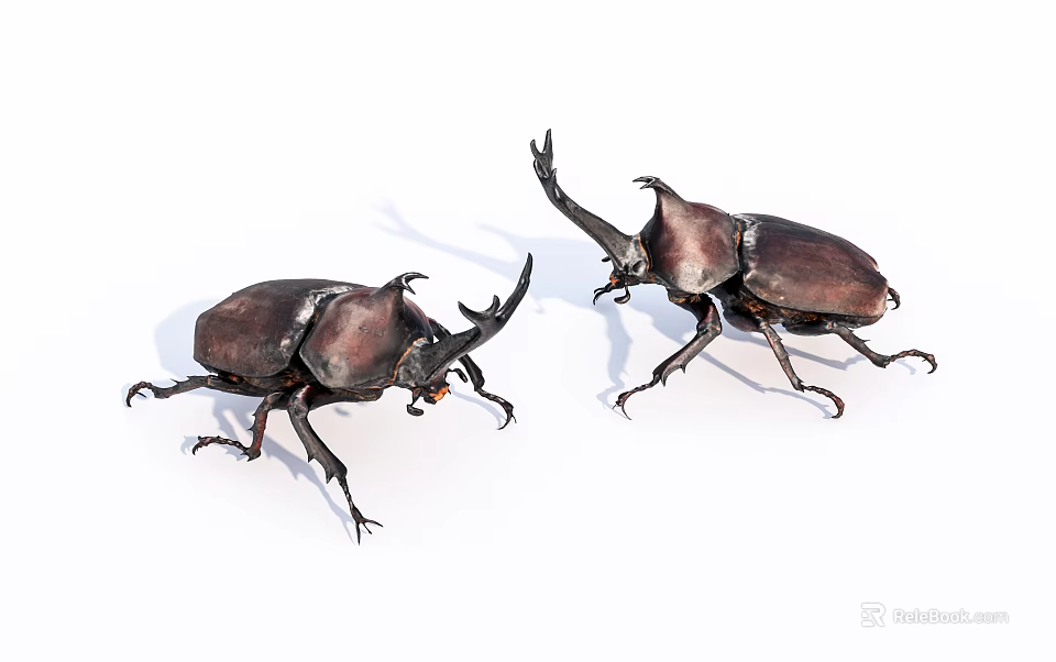 Two Rhinoceros Beetles As Flying Animals With Large Horns And Dark Shells On White Background 3d model 