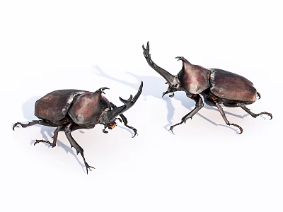 Two Rhinoceros Beetles As Flying Animals With Large Horns And Dark Shells On White Background 3d model