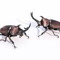 Two Rhinoceros Beetles As Flying Animals With Large Horns And Dark Shells On White Background